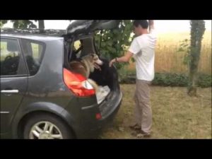 Education canine : Monter / Descendre de voiture