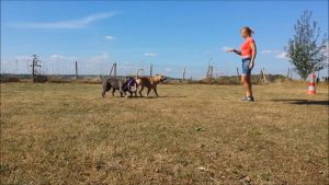 Education canine : obéissance dans le jeu avec 3 chiens en même temps