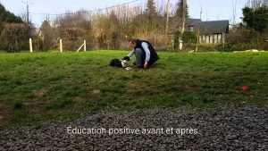 Éducation canine positive