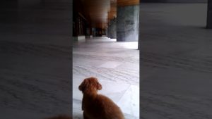 Education canine - Rappel de Mirabelle 10 mois