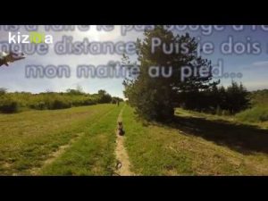 Education canine sur Igor , bouledogue français de 3 ans