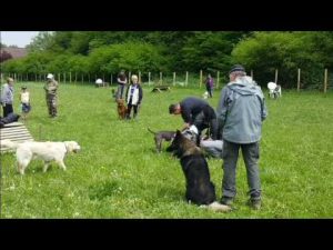 Education canine - Travail de groupe