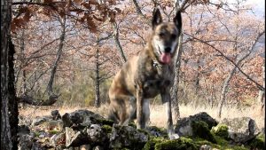 Education canine : Un chien éduqué avec amour