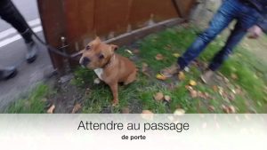 Education du chiot (Staffie)