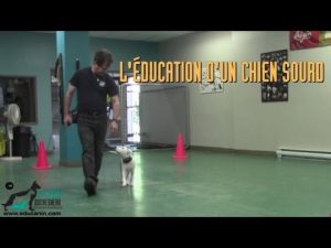 Éducation d'un chien sourd