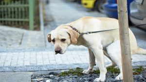 Éduquez Votre Chien à la Propreté