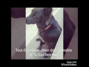 Faire tenir une croquette sur le museau du chien