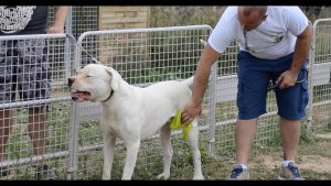 FORMATION EDUCATEUR CANIN / CHIEN AGRESSIF