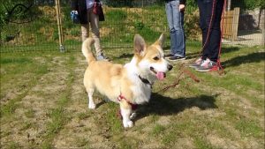 Formation en éducation canine pour les stagiaires parisiens