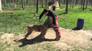 Jack chiot malinois 9 mois 1er jour en pension dressage