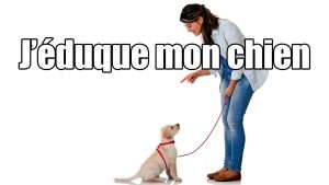 J'éduque mon chien - dressage canin