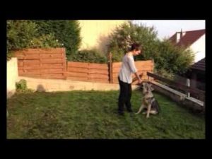 Jeune chienne loup de Saarloos en séance d'éducation canine