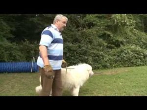 La première leçon d'initiation au dressage de chien