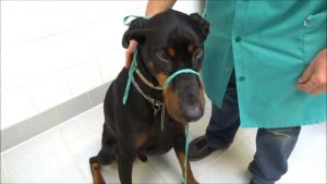 La technique pour museler un chien avec un lacet