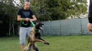 L'ADOPTION D'UN BERGER BELGE MALINOIS AGRESSIF / EDUCATION CANINE / EDUCATEUR CANIN