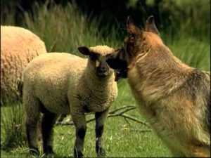 Le Berger Allemand : Origine, personnalité, éducation, santé, hygiène, comportement, choix du chiot