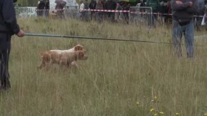 Le dressage de jeunes chiens de chasse, à l'art de l'arrêt