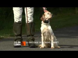 Le dressage des chiens d'arrêt