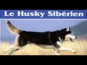 Le husky sibérien : Origine, personnalité, aptitudes, éducation, santé, hygiène, choix du chiot