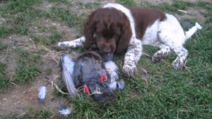 Le jeune Münsterlander et le pigeon : dressage de chien d'arrêt