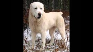 LE TOP 10 DES CHIENS LES PLUS PUISSANTS DU MONDE