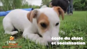 L'école des chiens : éducation canine en douceur