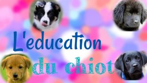 L'éducation parfaite d'un chiot