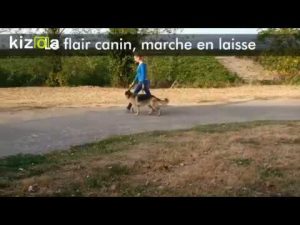 Les bases de l'éducation canine