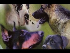 Les chiens de gardes : Origine, personnalité, éducation, santé et choix du chiot