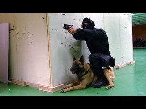 Les chiens du RAID à l’entraînement