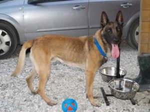 Les malinois des chiens dangereux ?