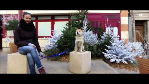 LES PETITS COMME LES GRAND CHIENS / EDUCATION CANINE / SHIBA INU / DOGUE ARGENTIN