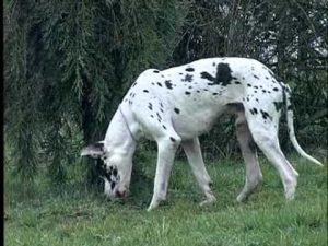 L'univers du chien de garde