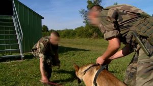 Ma vie de chien militaire Mon dressage