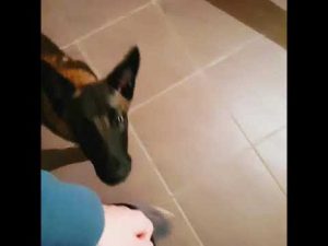 Malinois dressage chiot