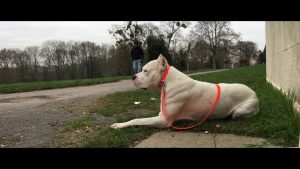Marche au pied / Assis couché - Savoir faire Education canine