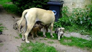 Mastiff chien chiens élevage chiot dressage molosse