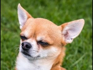 METHODE POUR FAIRE ASSOIR SON CHIEN CHIHUAHUA SANS VIOLENCE