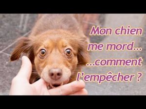 Mon chiot me mord beaucoup, comment l'empêcher ?