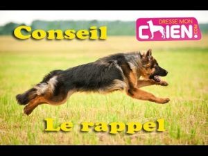 Rappel du chien sans laisse et sans collier