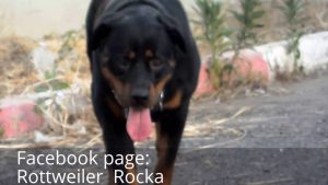 Rottweiller en garde