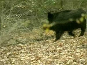 Scènes de chasse au sanglier aux chiens courants