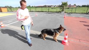 Séance de dressage avec un professionnel