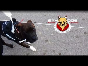 STAFFORDSHIRE BULL TERRIER / ÉDUCATION CANINE