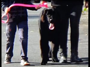 Terre-neuve / L'enfant et le chiot / Centre d'éducation canine