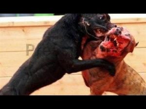 Top 10 des chiens les plus dangereux au monde