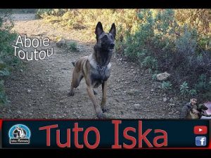 TUTO Apprendre à aboyer à son chien [DRESSAGE]