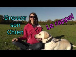 Tuto comment dresser son chien : le rappel