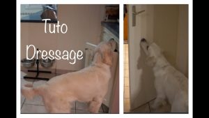 Tuto dressage : Mon chien ferme les portes