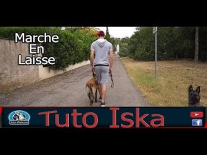 TUTO Marche en laisse [DRESSAGE]